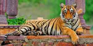Tigres in Ranthambore by Divya Srivastava